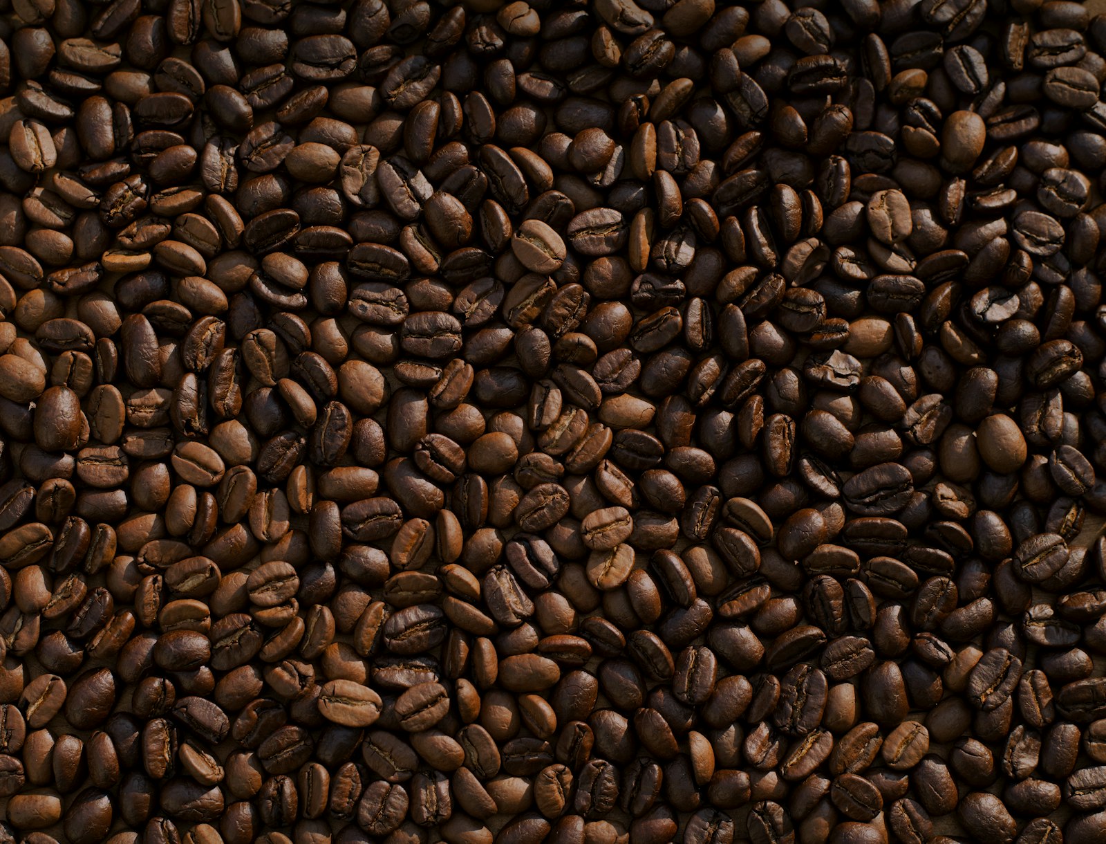 Roasted coffee beans in a wooden scoop